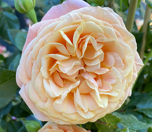 Rosa 'Peach Melba' ®
