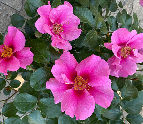 Rosa 'SEE YOU in pink ' ®