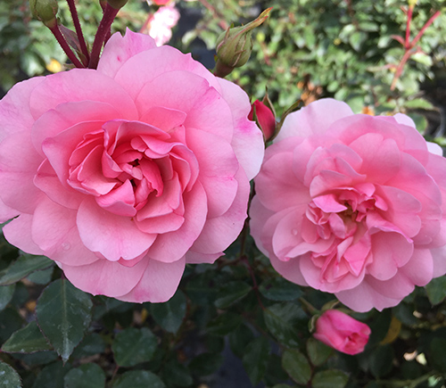 Sortiment : Rosen : Kluge Baumschulen