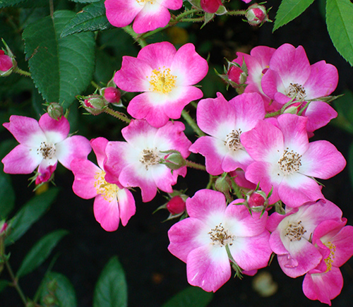 Sortiment : Rosen : Kluge Baumschulen